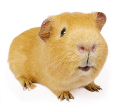 Its not easy being green! Peace and love! I love Trees, Guinea Pigs and Football!