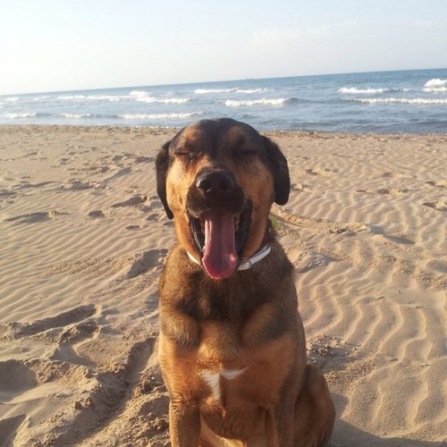 elamericano2005's profile picture. 