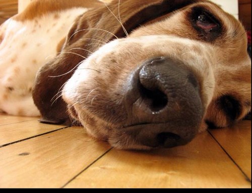 stitchhound's profile picture. Self confessed cat lady 🐈        and idealist.