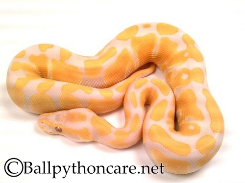 @ballpython_care