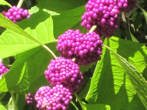 CESNL's profile picture. 