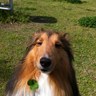 yamatorion's profile picture. 愛犬はリオン♂、2007年生まれの内弁慶なシェルティーです。沢山の想いで創って2023年8月28日に虹の橋🌈を渡りました。二代目ライト♂2024年生まれよろしくお願いします。