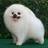 gc_rabbits's profile image