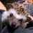 hide_hashimo's profile image