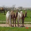 أكره الهواري (@0548465211) Twitter