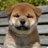 13WANHAYABUSA's profile image