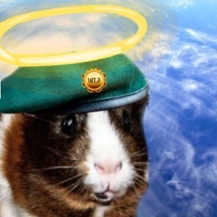 SpartyPig's profile picture. I am Spartacus! (super furry piggie version!). OTRB watching over @SpartysGrrrl,da n'othfur pigs & mai furrends.Purroud member of #wlf10thbattalion.