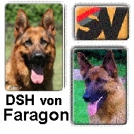 DSH von Faragon - Breeding of high class German Shepherds, Show- and Workingline
