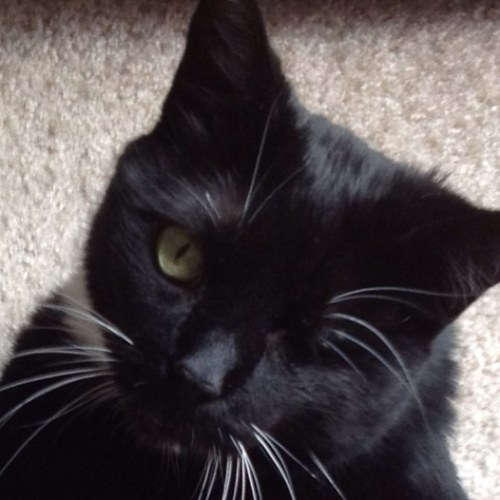 lisad1015's profile picture. 