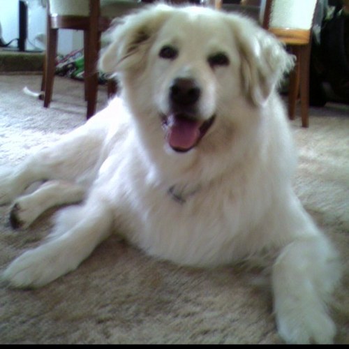 13corey's profile picture. Physiotherapist/business owner.