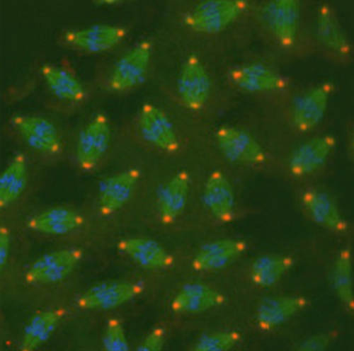 Bunch of University of Exeter molecular cell biologists led by Dr James Wakefield, researching mitotic spindle formation in fruit flies