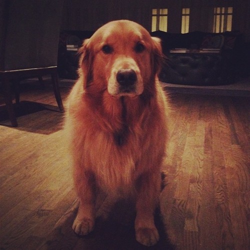 I'm Elvis I am @nickjonas 's Golden Retriever. I enjoy long walks and catching sticks but I miss Nick when he's away. WOOF to all my fans