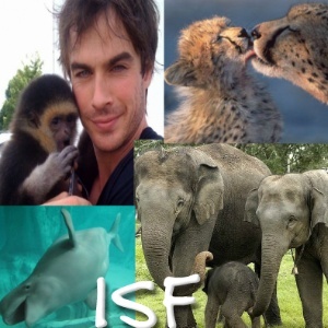 Just hoping to spread some love and inspiration. @iansomerhalder @is_foundation #TVD