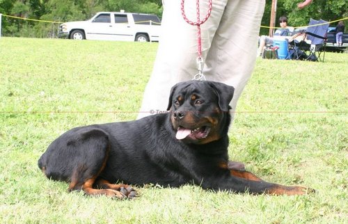 Providing Rottweilers From Strong German & Champion Bloodlines