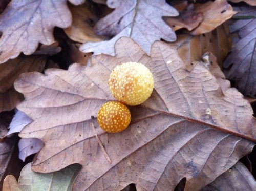 scal11000's profile picture. Like toutes les bonnes paroles quelque soit l’auteur.          Bloque tout Macronbashing gratuit.