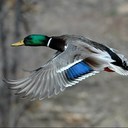 Paul Grayson - @commsdelta - Twitter