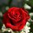 الورده الحمراء