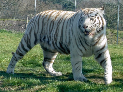 Yorkshireali's profile picture. Music fan - love live comedy, cooking and eating and drinking - lived 3 different lives already