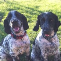 two_dogs (@bunkandmcnulty) 's Twitter Profile