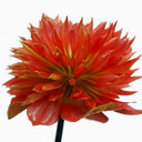 Sue Delaney - @suedhaw - Twitter