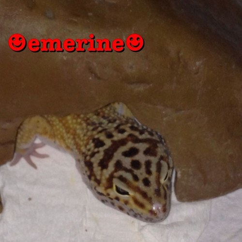 Here at B&B Exotic Geckos we have mastered the fine art of breeding the best to the best. We specialize in designer leopard geckos! http://t.co/fWUVfDTdsS