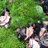 QuercusPrinus's profile image