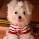 anna wilcox - @april199517 - Twitter