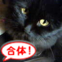 7totobikco's profile picture. 猫祭り専用アカウントです。毎週金曜日にいます。