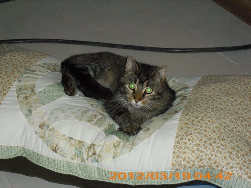 My SO and I have 5 children and 6 grandchildren, and two cats, Tigger and Bull.