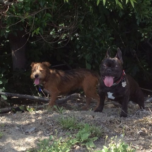 BalamMozpony's profile picture. 