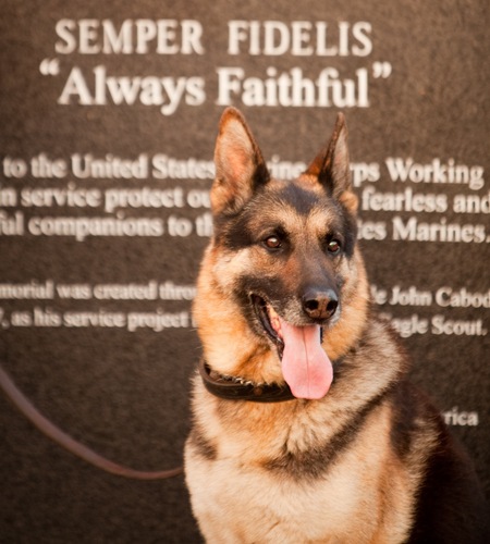 Rex served 10 years in the Marine Corps w/ 3 combat tours. Lived 2001-2012. Tweeting while guarding the streets of Heaven. Semper K9 (managed by @MikeD0wling)