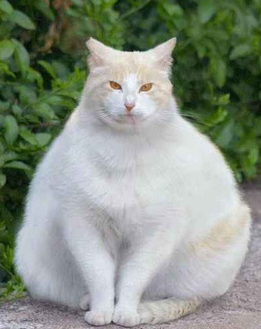 FatCatWatch's profile picture. 