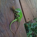 Paula Leone - @TheLeones - Twitter