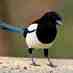 MagpieManny (@magpiemanny) Twitter profile photo MagpieManny (@magpiemanny) Twitter profile photo