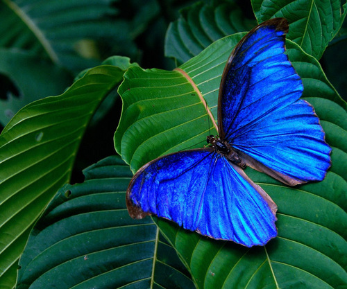 por que volar es libre