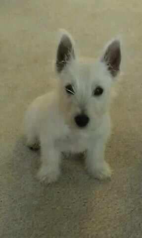 Izzodog's profile picture. 4⭐️ Dad, Husband & Coach, Sports Enthusiast. I Love my Michigan State Spartans and all of the Detroit Teams