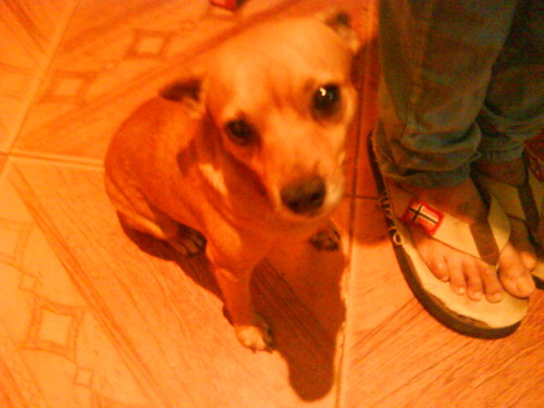 soy un perro chiquito jodedor me gustan las perras  difruten la vida si no peguense un tiro