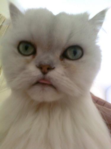 netty_wendt's profile picture. Writer, Artist, Feminist, Dog lover, Cat worshiper.