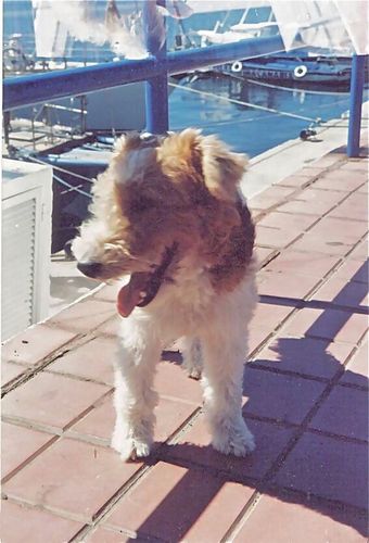 Milupip's profile picture. Las palabras importan // Guerras Nunca Más 🕊️ // No Wokes ni globalistas // No censura // No más mentiras // Repost no es suscribir