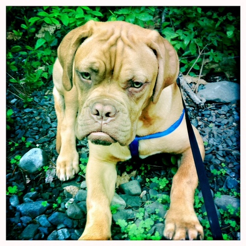 SLOBBER PUP- MICROTONAL METAL BLUES.