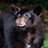 CapeCodBear's profile image