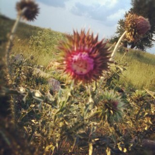 Country_Feeling's profile picture. Born and raised in the south but ended up in the midwest :)