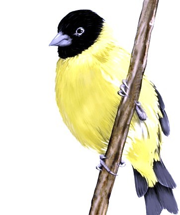 Picadayamargada's profile picture. No sean ladrones tontos... aprendan a robar bien sin importar a quien jeje