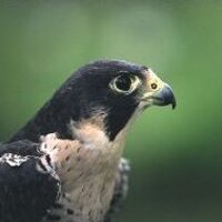 π½πππππ¦ ππππππ (@peregrinus75) 's Twitter Profile