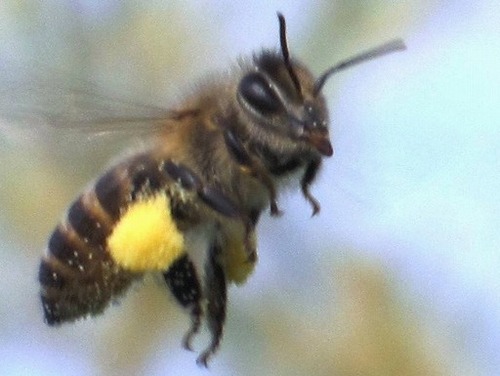 Awakitagata's profile picture. 干し柿専用渋柿 大和柿 甘味究極 スーパースイートコーン 菜っちゃんコーン など こだわり続けての 栽培 これぞ～！と自慢したい その上 日本ミツバチに家を貸し 家賃代わりに 百花蜜を頂いたり 農業の拘りに何でもかんでもやってみなければ気が済まず あれこれ挑戦して かあちゃんと奮闘している 様子を 掲載してみました。