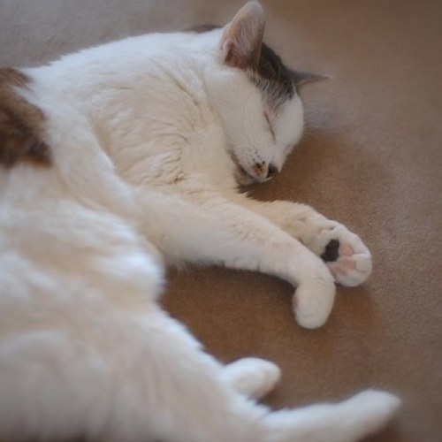 wgmmgw's profile picture. 子が2013/2/2にうまれました もひとり2015/3/10にうまれました