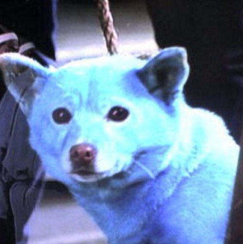 青い犬のアミノ Syusuamino Twitter