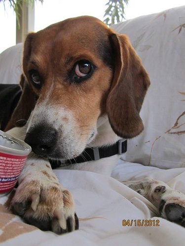 (Howling) I'm Bubu Male Beagle I Chase Squirrels,Climb Trees & Snuggle w/ Humans   Adopted Tampa Bay Beagle Rescue April 2010
BTW This Page Is All About Me