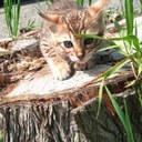 Stéphanie Chartrand - @bengaldieux - Twitter