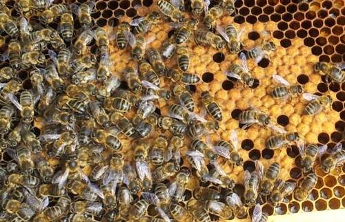 beekeeper from Scotland